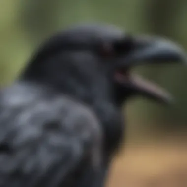 Curiosity and Awareness in Crows A close-up of a crow exhibiting curiosity and awareness