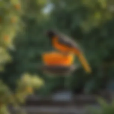 Well-Maintained Oriole Feeder A well-maintained oriole orange feeder in a backyard setting
