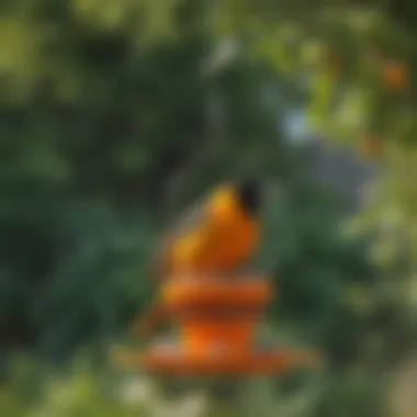 Vibrant Oriole Orange Feeder Vibrant oriole orange feeder hanging in a garden