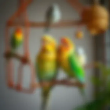 A beautifully arranged love bird habitat with toys and perches