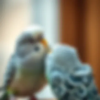 A close-up of a playful budgie interacting with its owner.