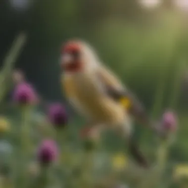 A beautiful goldfinch feeding on thistle seeds in a lush green garden.