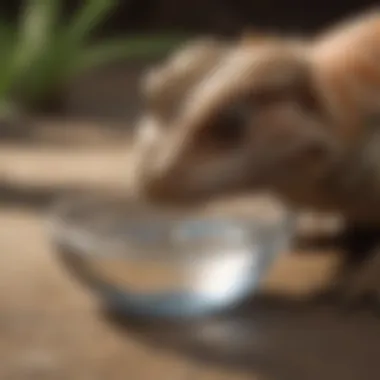 Hydration for Juvenile Bearded Dragons Juvenile bearded dragon drinking water from a shallow dish