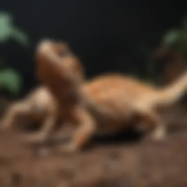 Insects for Juvenile Bearded Dragons A vibrant assortment of insects suitable for juvenile bearded dragons
