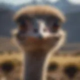 Ostrich in its natural habitat showcasing its flightless adaptation