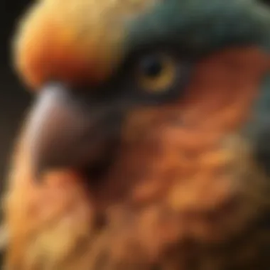 The Spectrum of Avian Color Vision Diagram highlighting color perception in birds