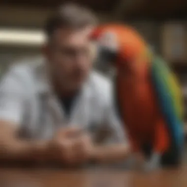 A veterinarian examining a macaw for health checkup.