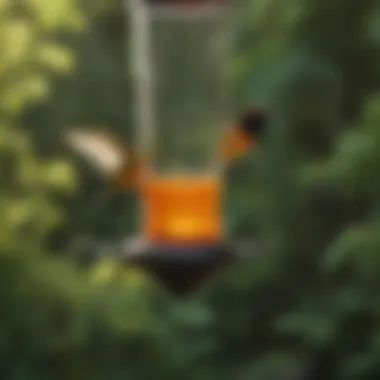 Optimal Placement for Hummingbird Feeders Optimal placement of hummingbird feeders in a garden