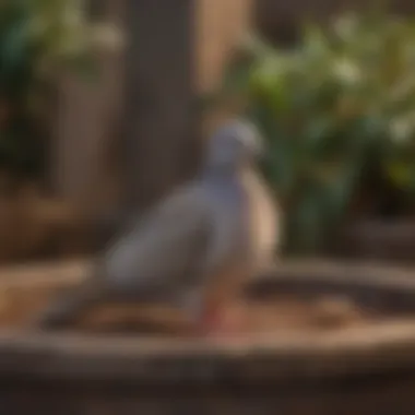 Dove in a well-maintained habitat with accessories