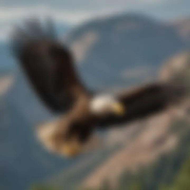 A majestic bald eagle soaring above a scenic landscape, emphasizing its impressive wingspan and keen gaze.