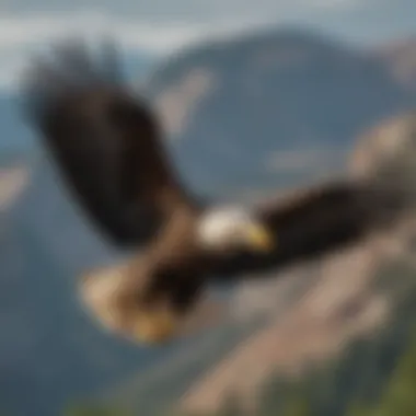 Majestic Bald Eagle in Flight A majestic bald eagle soaring above a scenic landscape, emphasizing its impressive wingspan and keen gaze.