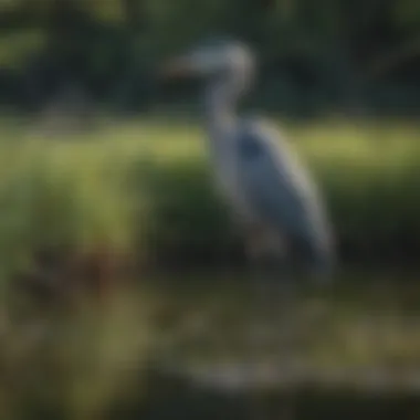 An elegant great blue heron in a wetlands setting, highlighting its graceful neck and hunting stance.