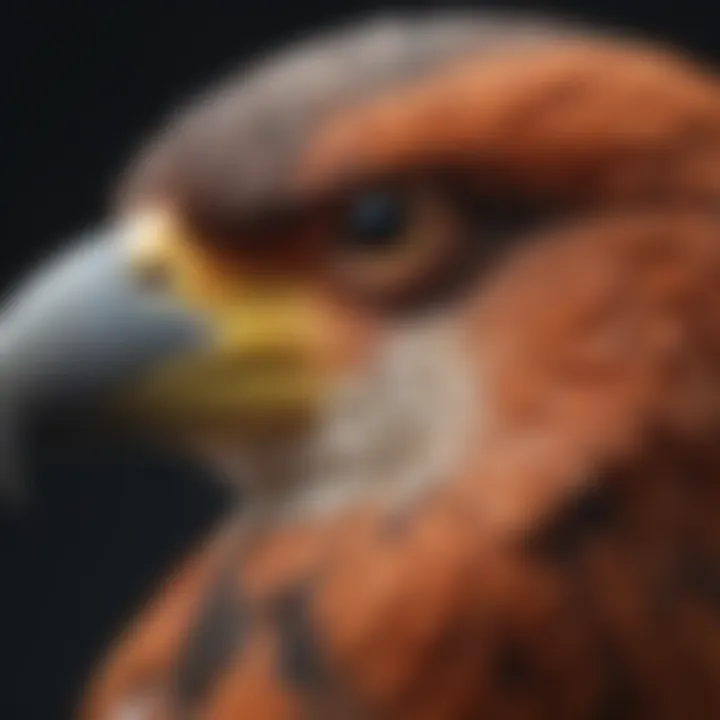 A close-up view of a bird's beak illustrating various shapes and sizes.