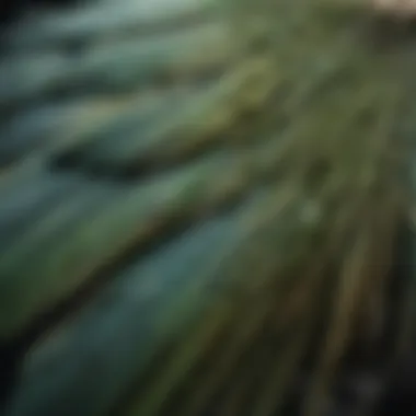 Close-up of parakeet feathers showing signs of neglect.