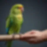 A vibrant parakeet perched on a hand, symbolizing companionship