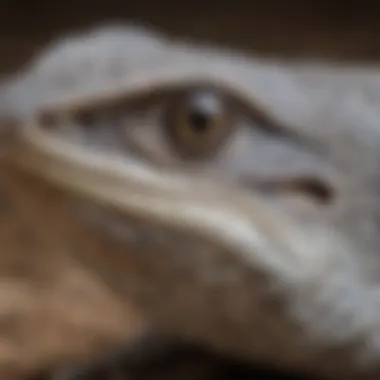 Close-up of Northern Blue Tongue Skink's unique tongue and scales