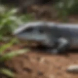 Northern Blue Tongue Skink in a natural habitat setting