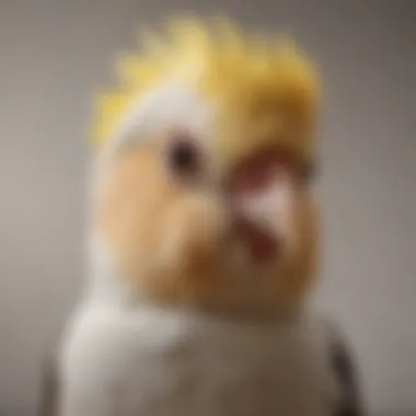 A close-up of a cockatiel with distinct crest