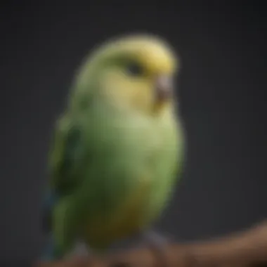 A beautiful budgerigar in a playful pose