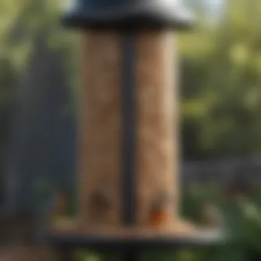 Close-up of a well-maintained bird feeder filled with seeds, inviting local birds.