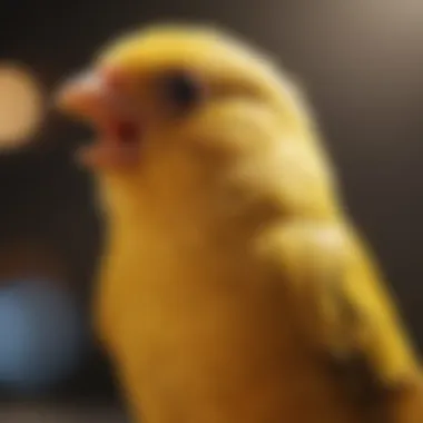 A close-up of a cheerful canary singing