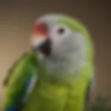 Close-up of a Quaker parrot perched on a branch, showcasing its vibrant green feathers and playful demeanor.