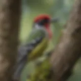 A vibrant close-up of a sapsucker perched on a tree branch