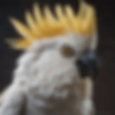 A close-up of a cockatoo with a fierce expression and prominent crest