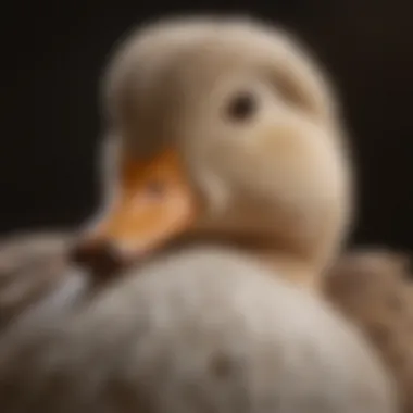 A close-up of a healthy duck showcasing its feathers and bright eyes.