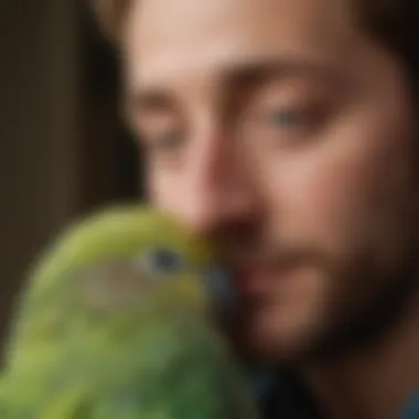 A budgerigar snuggling with its owner