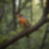 A serene forest setting with various birds perched on branches.