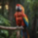 Colorful macaw perched on a branch