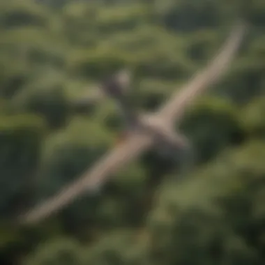 An aerial view of a diverse habitat where glider animals thrive