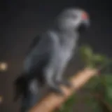 Majestic African Gray Parrot perched on a branch