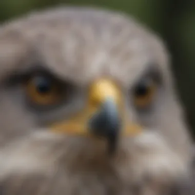 The Sharp Gaze of the Gray Hawk A close-up of a Gray Hawk's keen eyes, emphasizing its hunting prowess.