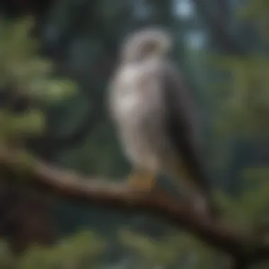 Gray Hawk in Its Natural Habitat A majestic Gray Hawk perched on a branch, showcasing its striking plumage.