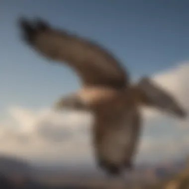 Gray Hawk in Flight Gray Hawk soaring through the sky, demonstrating its impressive wingspan.