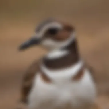 Distinctive Plumage of the Killdeer A close-up of a Killdeer displaying its distinctive plumage