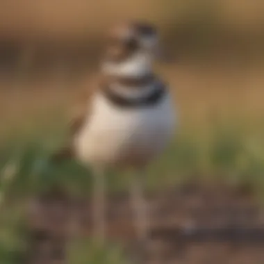 Killdeer Vocalizing in the Wild A Killdeer in a field calling out