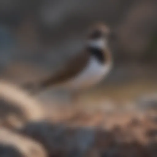 A Killdeer perched on a rocky surface