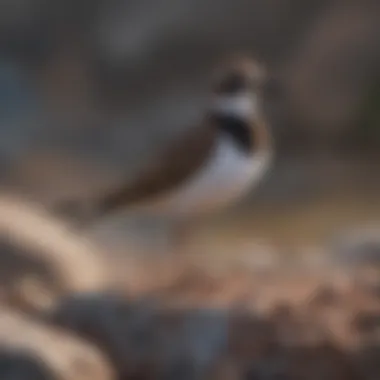 Killdeer in its Natural Habitat A Killdeer perched on a rocky surface
