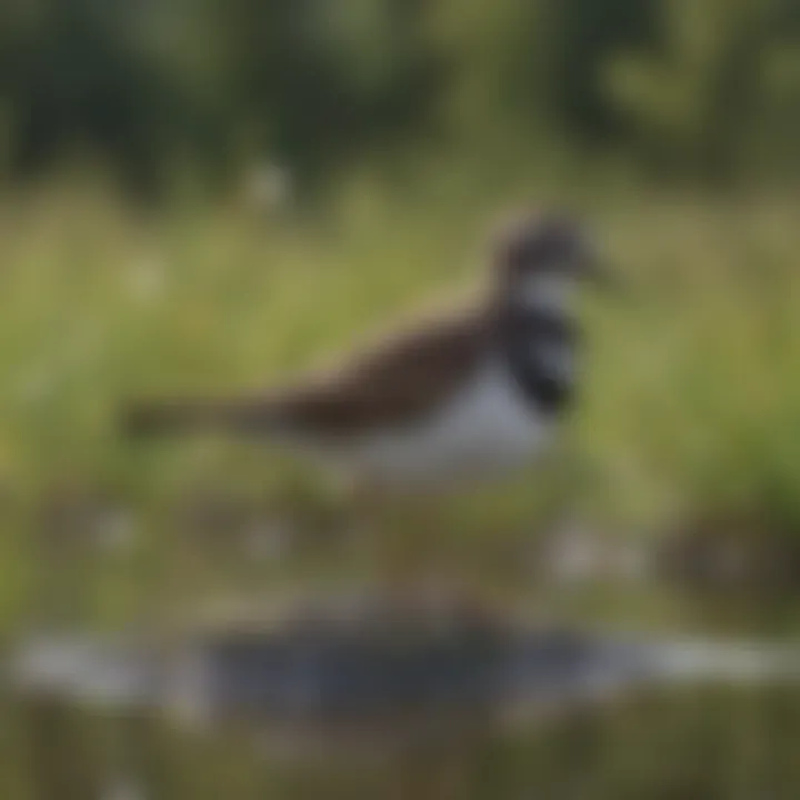 A group of Killdeers interacting in a wetland