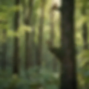 Diversity of Tree Species A lush forest with various tree species flourishing