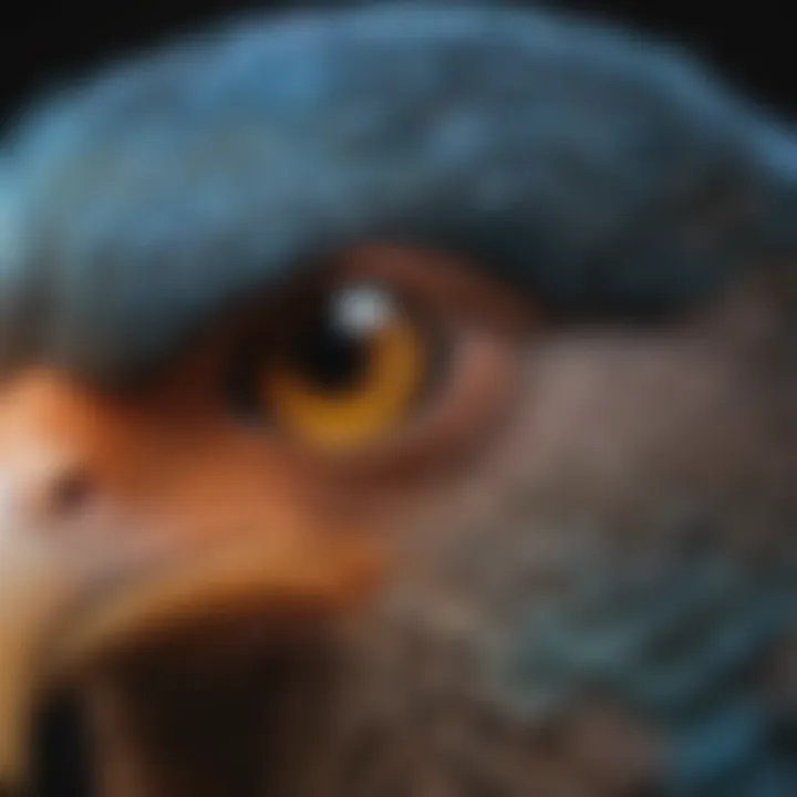 A close-up of a bird's eye, emphasizing its unique vision capabilities