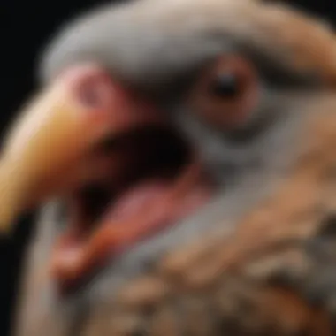 A close-up of bird vocal cords and anatomy, showcasing the complexity of sound production