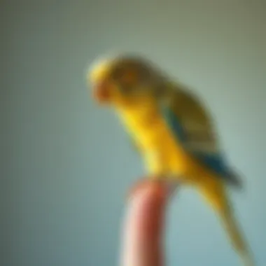 The Companionship of Pet Birds A serene setting with a parakeet perched on a finger, symbolizing companionship.