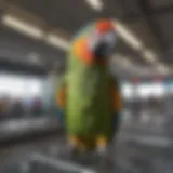 A colorful parrot in a travel cage at an airport