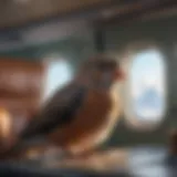 A bird in an airplane cabin