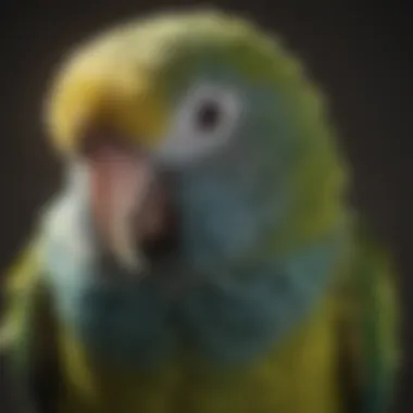 Close-up of parakeet with ruffled feathers, indicating distress