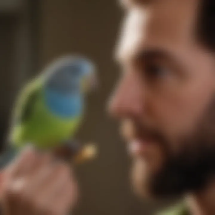 Close-up of a bird owner interacting with a colorful budgerigar